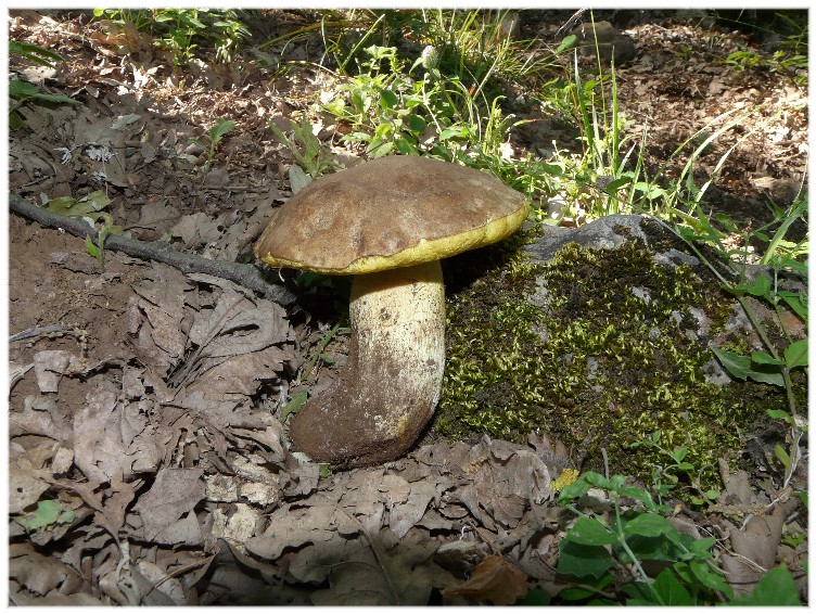 Stesso Boletus...?